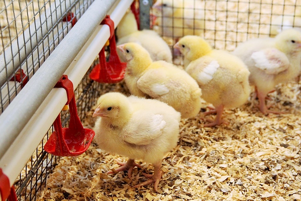 produkcja drobiu, rynek mięsa, komisja europejska