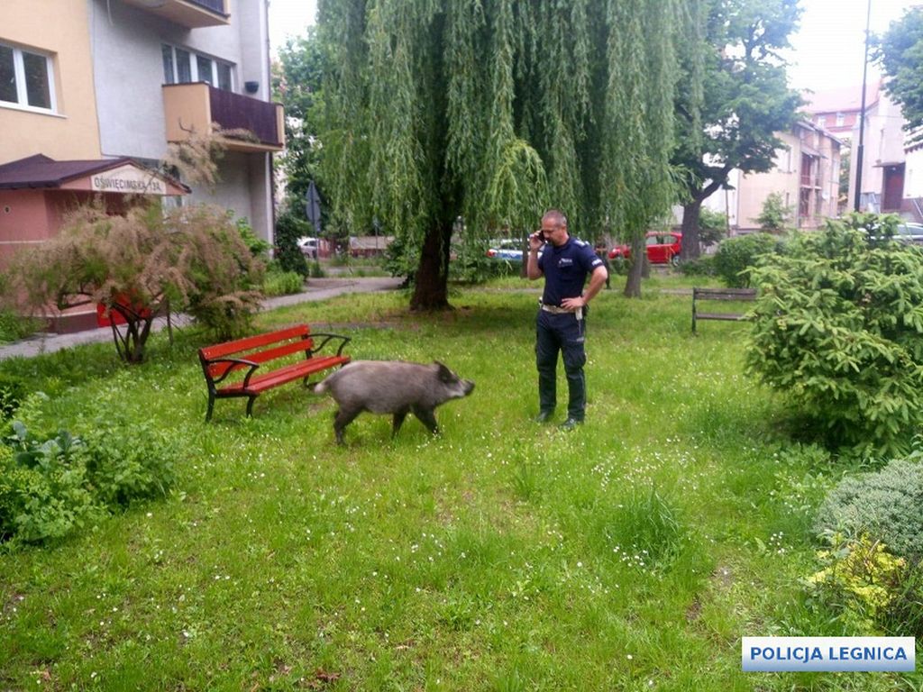 szkody, rolnicy, straty, prawo, przepisy, Prawo łowieckie, PIR, protest