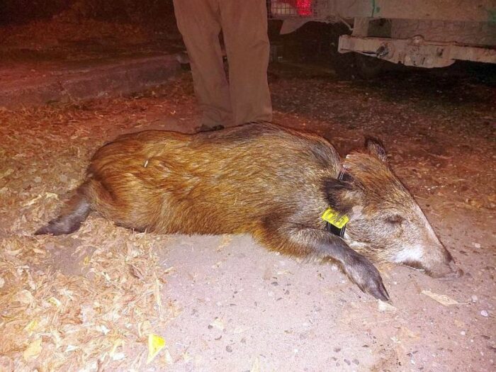 szkody, rolnicy, straty, prawo, przepisy, Prawo łowieckie, PIR, protest