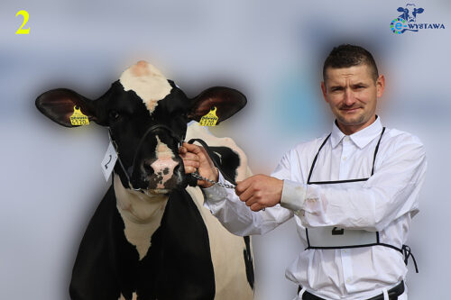 e-Wystawa, wystawa bydła mlecznego, PFHBiPM, bydło mleczne, pierwiastki, krowy mleczne, hodowcy bydła