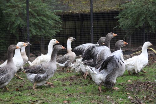 drób wodny, gęsina, mięso kacze, gęsi, kaczki, de heus, produkcja drobiu, Marcin Szukalski