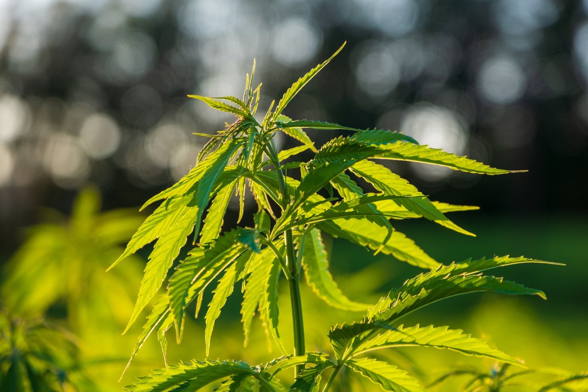uprawa konopi indyjskich, nepal, marihuana