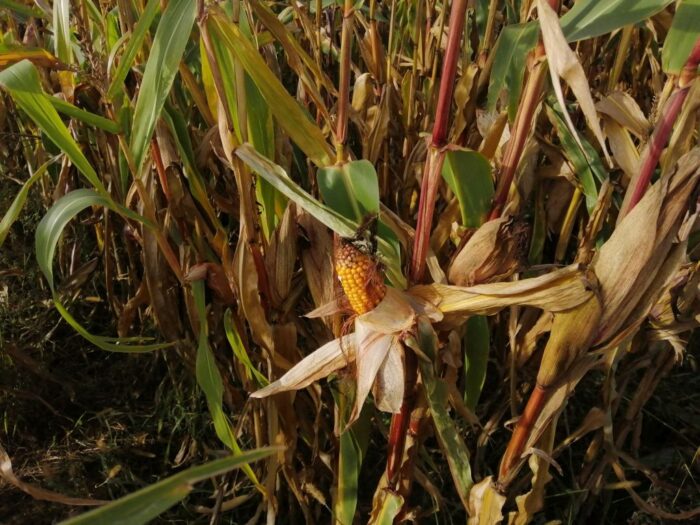 choroby kukurydzy, głownia guzowata, choroby liści kukurydzy, fuzariozy,