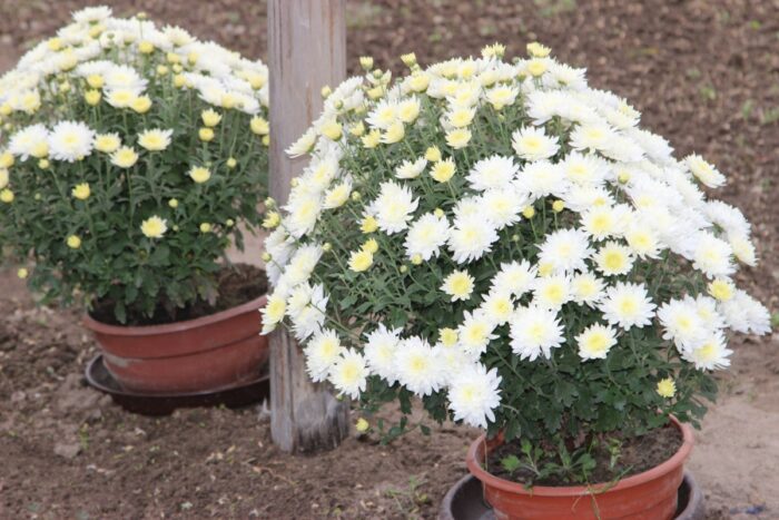 branża kwiaciarska, rośliny ozdobne, jan krzysztof ardanowski, koronawirus