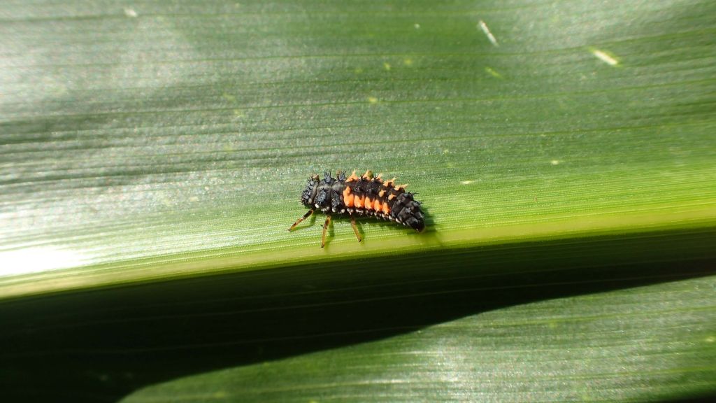 organizmy pożyteczne, owady pożyteczne, biologiczna ochrona roślin, naturalni wrogowie, rolnictwo zrównoważone