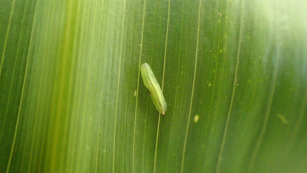 organizmy pożyteczne, owady pożyteczne, biologiczna ochrona roślin, naturalni wrogowie, rolnictwo zrównoważone