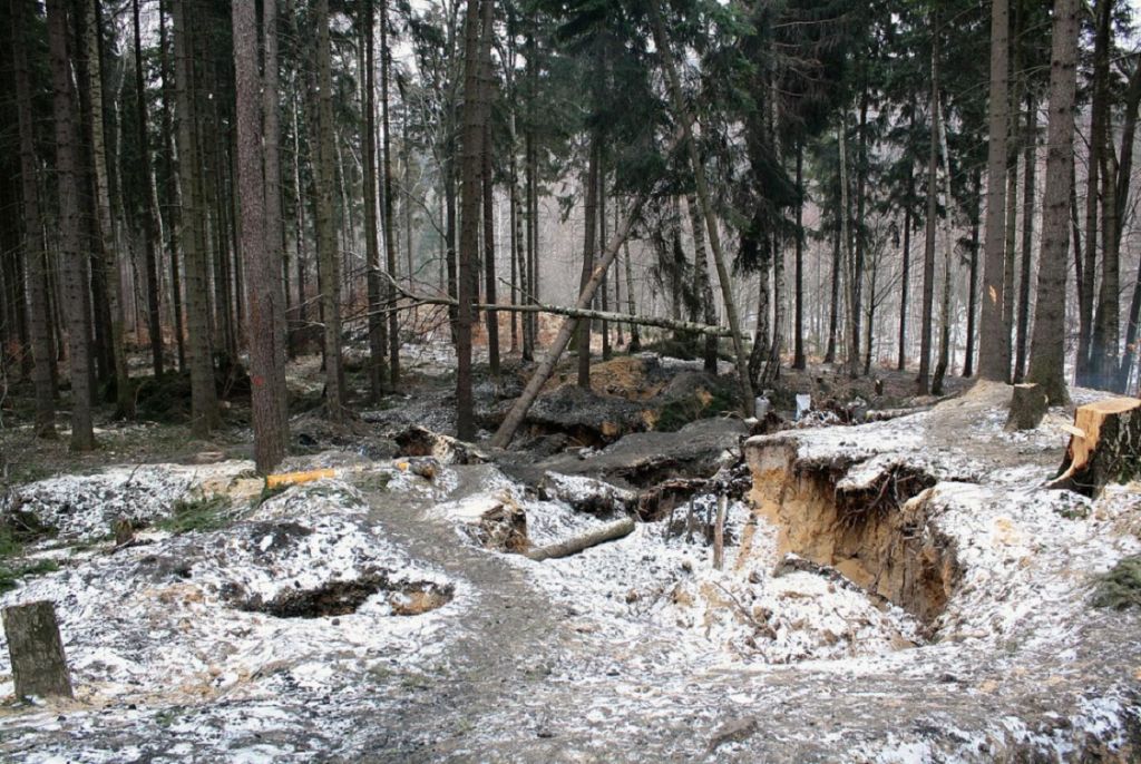 las, ściółka, pożary lasów, susza