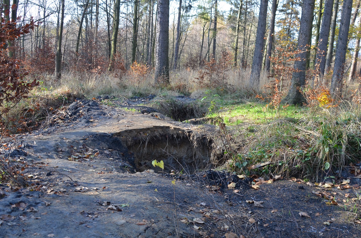 las, ściółka, pożary lasów, susza