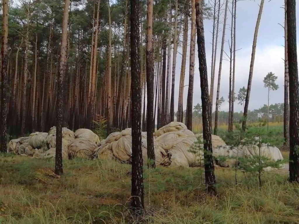 las, ściółka, pożary lasów, susza