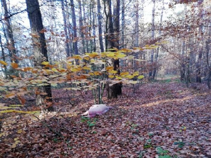 las, ściółka, pożary lasów, susza