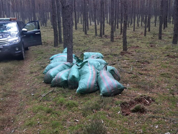 kradzież mchu, policja, nadleśnictwa skwierzyna, lasy państowe