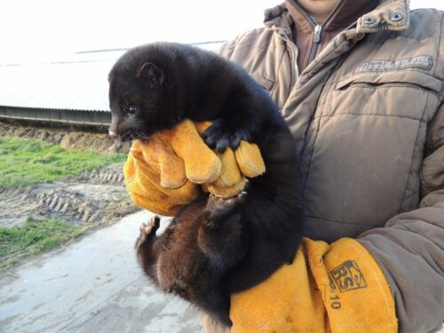 fermy norek, hodowla norek, holandia, koronawirus