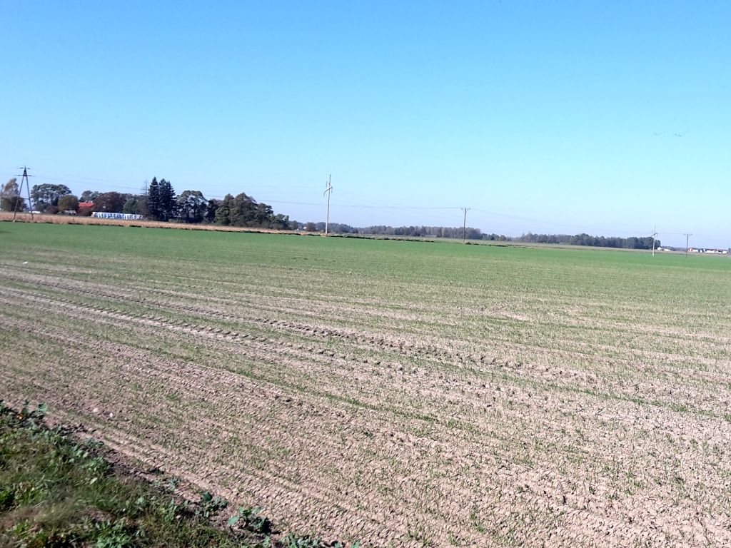 gryzonie na polach, szkody w uprawach, Polski Związek Producentów Roślin Zbożowych