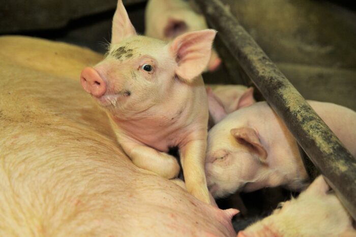 Trouw Nutrition, prestartery pełnoporcjowe Milkiwean, prosięta, trzoda chlewna