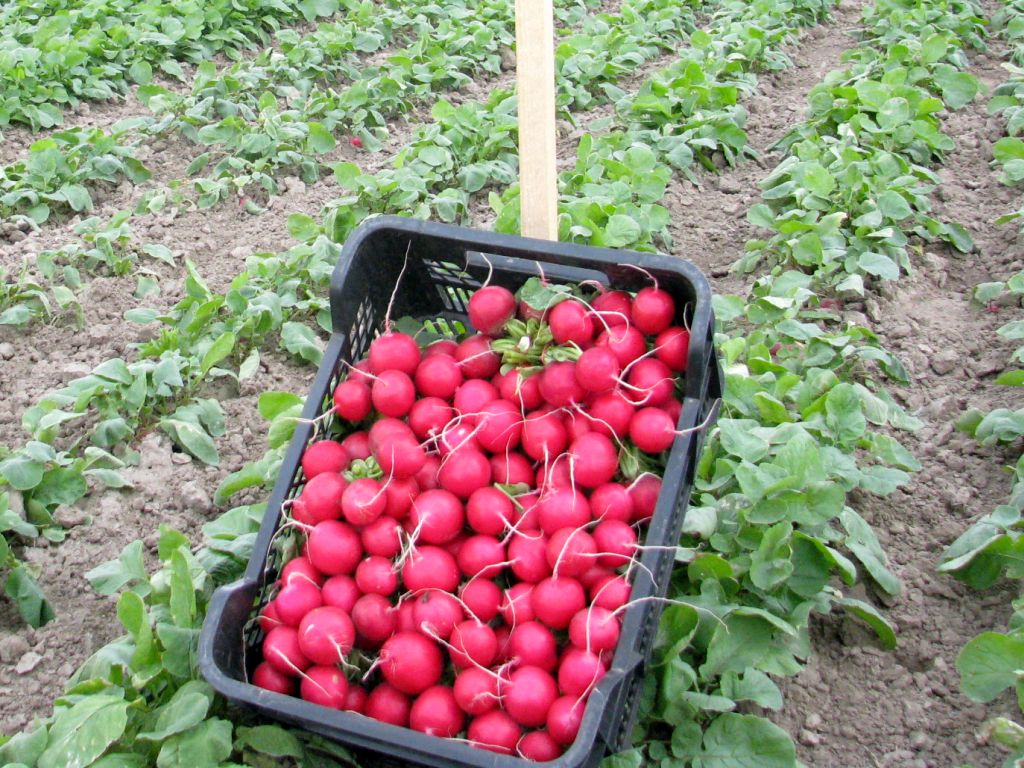 nieuczciwe praktyki handlowe, łańcuch produkcji żywności, ceny produktów rolnych, uokik