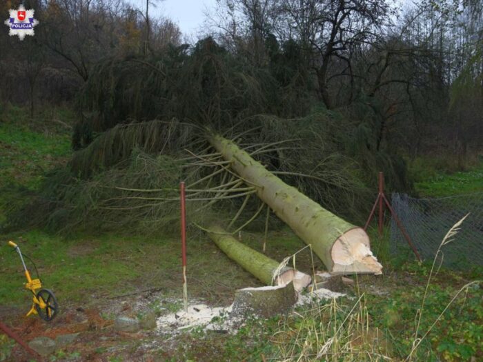 wycinka drzew, rogalów, powiat puławski, Ewa Rejn-Kozak