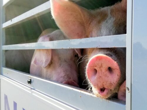 odbiór zwierząt, zakłady mięsne, kujawsko-pomorska izba rolnicza