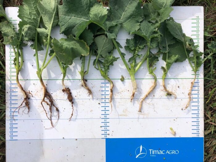 Timac Agro Polska, Top Serwisy, Witold Szczepaniak, obserwacje plantacji rzepaku