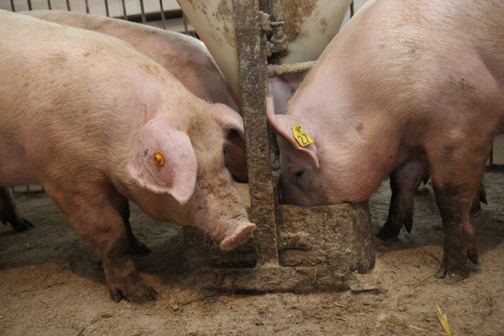 tuczniki, ceny skupu, eksport wieprzowiny, trzoda chlewna