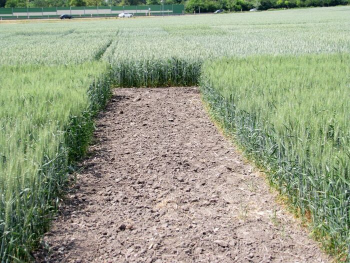 produkcja zbóż, pszenica, zboża paszowe