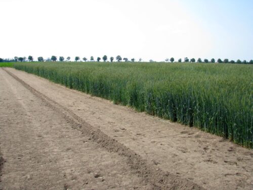 nawożenie, NIK, raport, gleba, uprawa, badanie gleby