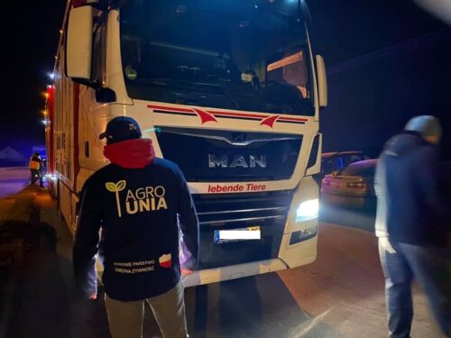 transport tuczników bez dokumentów, Agrounia, świnie z Niemiec, zatrzymany transport świń,