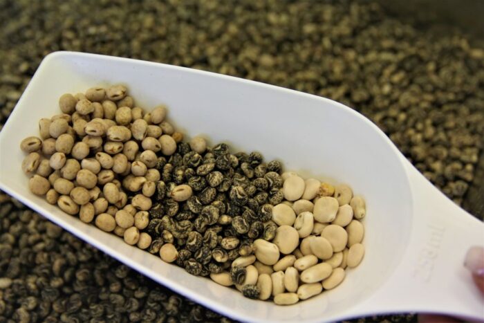 pasze GMO, pasze nonGMO, trzoda chlewna, drób, polskie białko, produkty białkowe, pasze dla zwierząt, groch, bobik