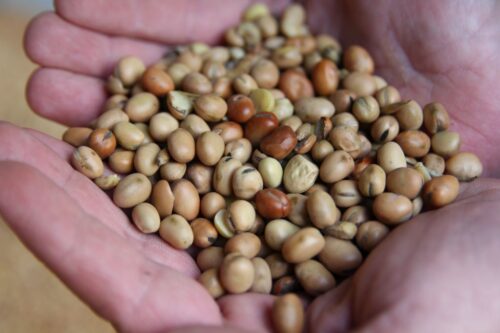 pasze GMO, pasze nonGMO, trzoda chlewna, drób, polskie białko, produkty białkowe, pasze dla zwierząt, groch, bobik