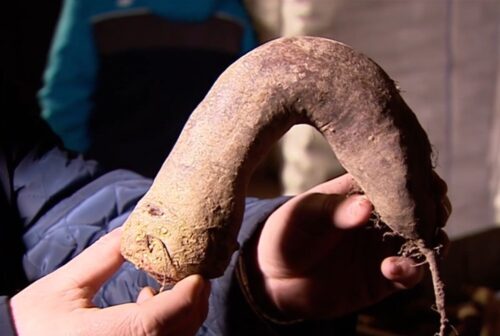 produkcja buraków, powiat łęczycki, sprzedaż warzyw, firma nasienna