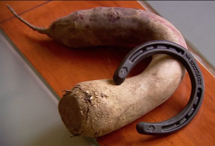 produkcja buraków, powiat łęczycki, sprzedaż warzyw, firma nasienna