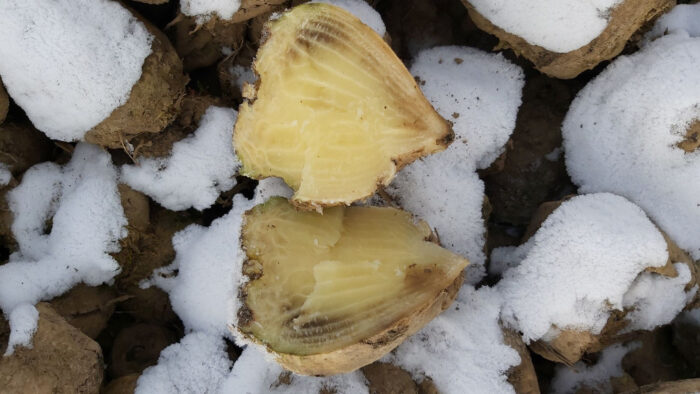 korzenie, śnieg, przemarznięte korzenie