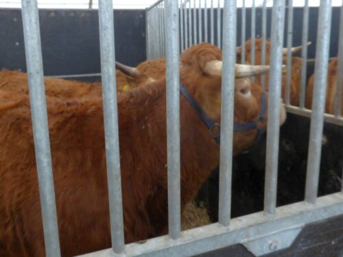 ucieczki byków, nowa kornica, powiat łosicki, bydło mięsne rasy Limousine