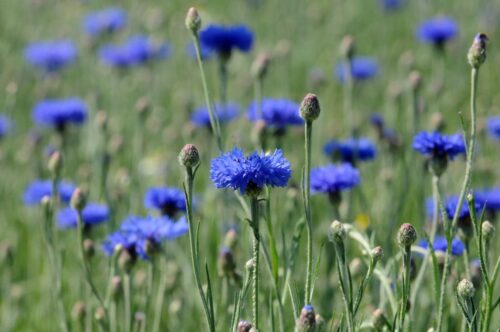 chaber bławatek, odporność chabra bławatka na herbicydy, zwalczanie chabra bławatka, syntetyczne auksyny
