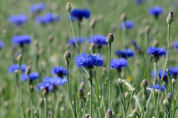 chaber bławatek, odporność chabra bławatka na herbicydy, zwalczanie chabra bławatka, syntetyczne auksyny