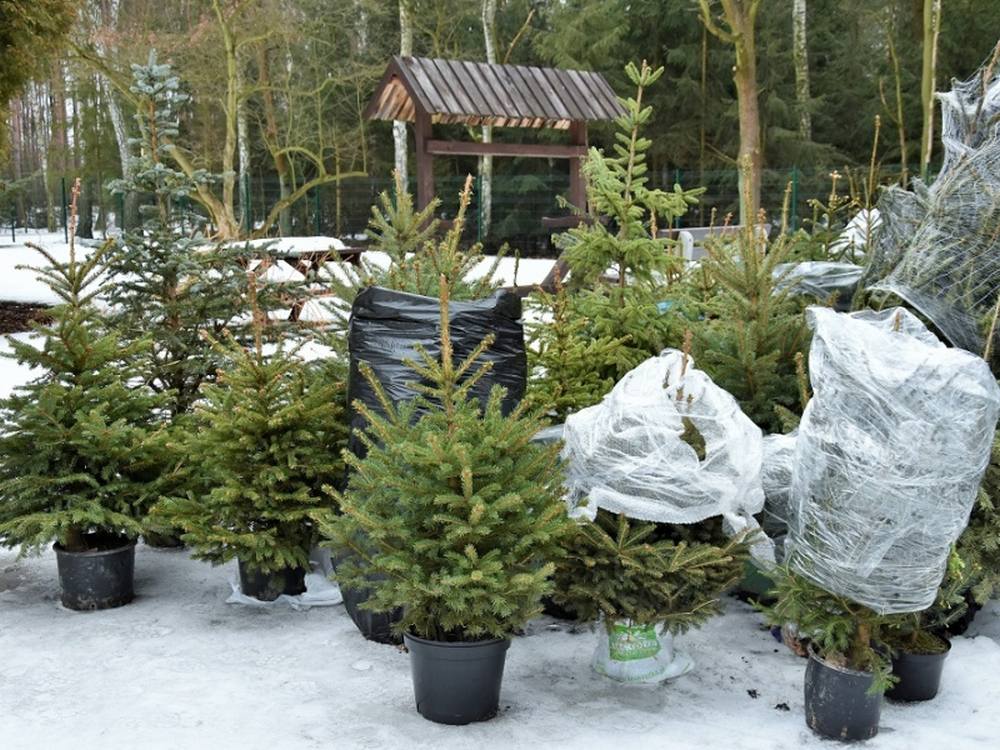 Warszawa, choinka, choinka w doniczce, Lasy Miejskie-Warszawa