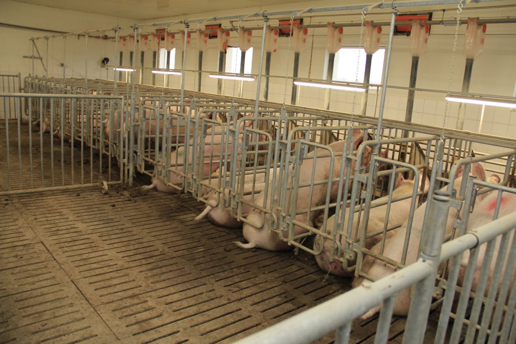 chów klatkowy, kampania Koniec epoki klatkowej, Janusz Wojciechowski, Małgorzata Szadkowska, Compassion Polska