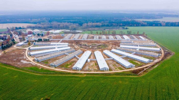 Agro Gobarto, Topigs Norsvin, trzoda chlewna, genetyka, loszki hodowlane, lochy, maciory, genomika, system InGene