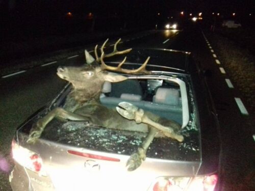 wypadki z udziałem zwierząt, jeleń w bagażniku, zderzenie z łosiem, Nadleśnictwo Dwukoły