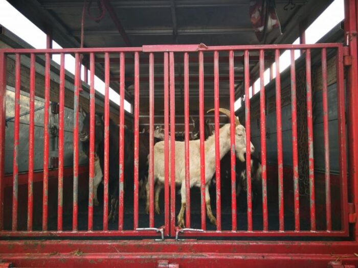 Coraz mniej mięsa koziego i owczego trafia do Wspólnoty