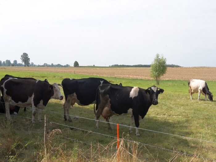 korowy pogłowie obora