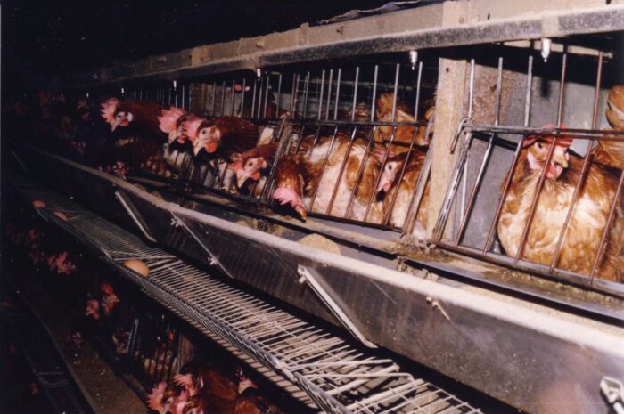 hodowla klatkowa, Małgorzata Szadkowska, Compassion Polska, sondaż YouGov