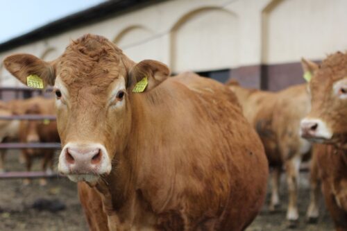 bydło mięsne, buhaje, limousine, aukcja,