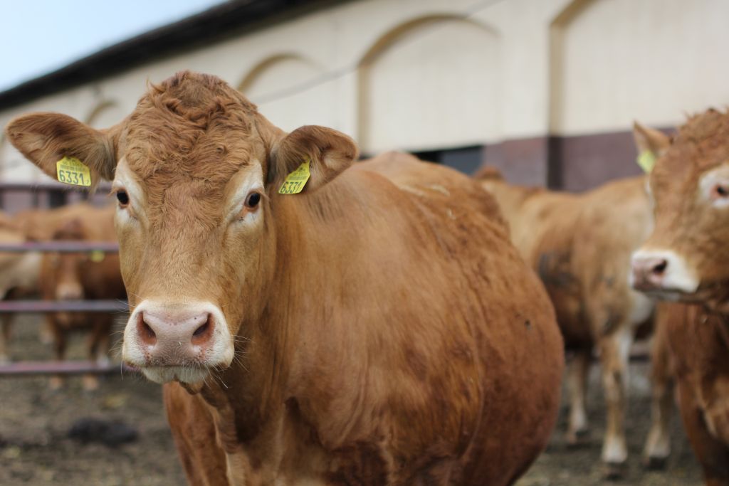 bydło mięsne, buhaje, limousine, aukcja,