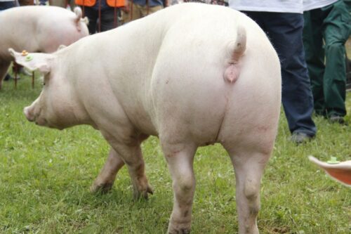 Świnie GalSafe ze zmienionym genomem, trzoda chlewna, genetycznie modyfikowana,