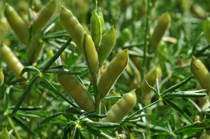 rośliny białkowe, polskie białko paszowe, drób, trzoda chlewna, łubin, groch, bobik, rzepak, soja, pasze dla zwierząt