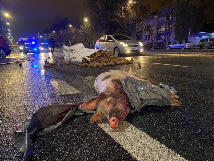 martwy tucznik na ulicy, protest Agrounii, protest rolników w Warszawie,
