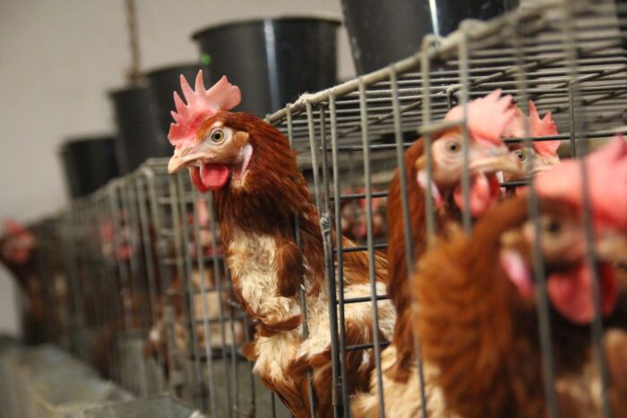 HPAI, grypa ptaków, ognisko HPAI, przypadek HPAI, kury nioski, drób, Inspekcja Weterynaryjna, hodowcy drobiu