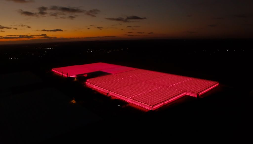 VegaPOL-Budyta, oświetlenie szklarni LED, Signify, Philips LED, odmiana Tomimaru Muchoo