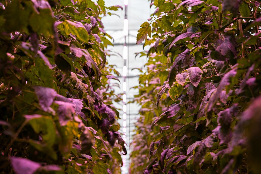 VegaPOL-Budyta, oświetlenie szklarni LED, Signify, Philips LED, odmiana Tomimaru Muchoo