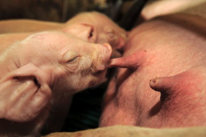 Agrifirm, Earlyfeed, przeżuwacze, drób, trzoda chlewna, noworodek, układ trawienny, układ odpornościowy